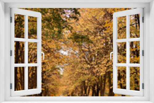 Fototapeta Naklejka Na Ścianę Okno 3D - Alley of yellow trees in the forest. Red and yellow leaves in the autumn forest.
