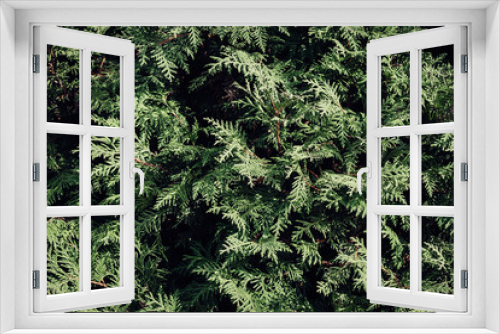 Fototapeta Naklejka Na Ścianę Okno 3D - Natural background from coniferous branches. Green wall shrubbery