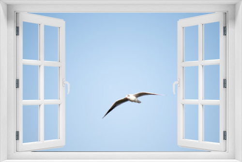 Fototapeta Naklejka Na Ścianę Okno 3D - seagull flying in the sky