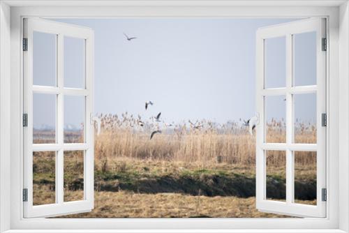 Fototapeta Naklejka Na Ścianę Okno 3D - flock of birds in field