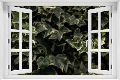 Fototapeta Naklejka Na Ścianę Okno 3D - Young ivy leaves with blury leaves in background