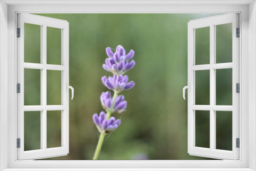 Fototapeta Naklejka Na Ścianę Okno 3D - Beautiful Single purple lavender flower with blur abstract background, Green bokeh out of focus background from nature garden at sunset