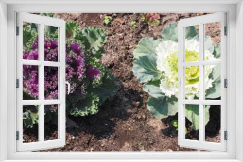 Fototapeta Naklejka Na Ścianę Okno 3D - zierkohl im Garten 