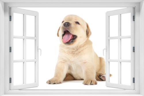 Fototapeta Naklejka Na Ścianę Okno 3D - Labrador puppy isolated on white background