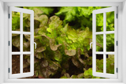 Fototapeta Naklejka Na Ścianę Okno 3D - Summer crisp batavian lettuce varieties growing in organic garden