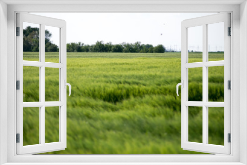 Fototapeta Naklejka Na Ścianę Okno 3D - field of green wheat and blue sky