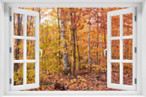Fototapeta Naklejka Na Ścianę Okno 3D - Fall colors in Canada