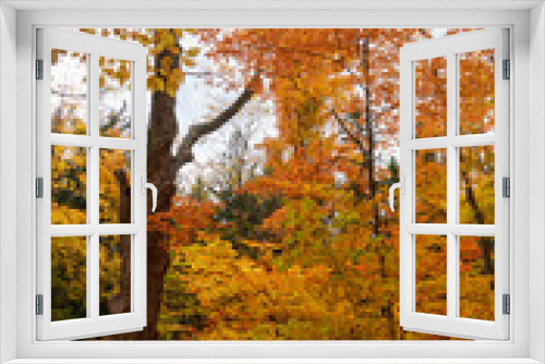 Fototapeta Naklejka Na Ścianę Okno 3D - Fall colors in Canada