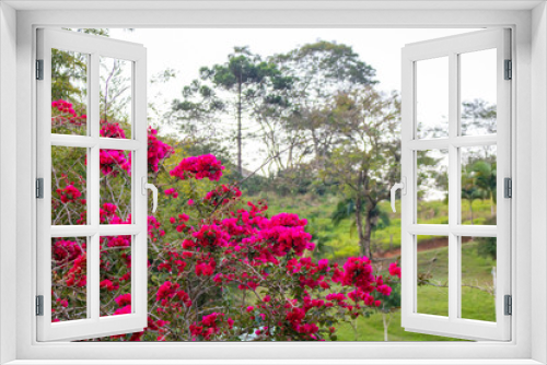 Fototapeta Naklejka Na Ścianę Okno 3D - blooming bougainvillea.Magenta bougainvillea flowers. bougainvillea flowers as a background. floral background.