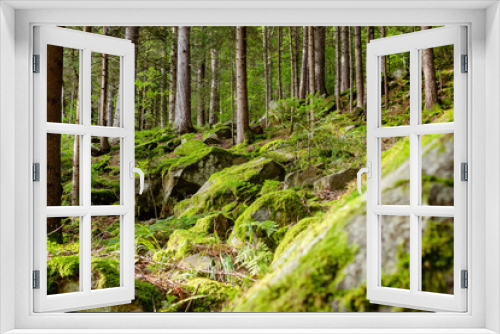 Fototapeta Naklejka Na Ścianę Okno 3D - Tree path in sunny forest landscape.