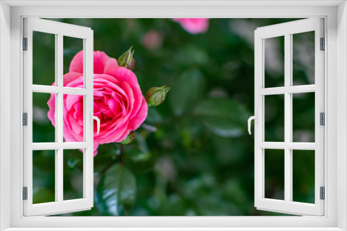 Fototapeta Naklejka Na Ścianę Okno 3D - pink rose in garden