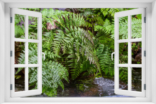 Fototapeta Naklejka Na Ścianę Okno 3D - Green fern by the water tank