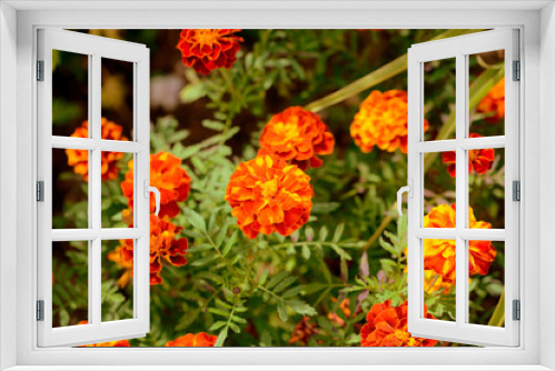 Fototapeta Naklejka Na Ścianę Okno 3D - Bright marigold flowers in the summer garden on a sunny day. Retro style toned