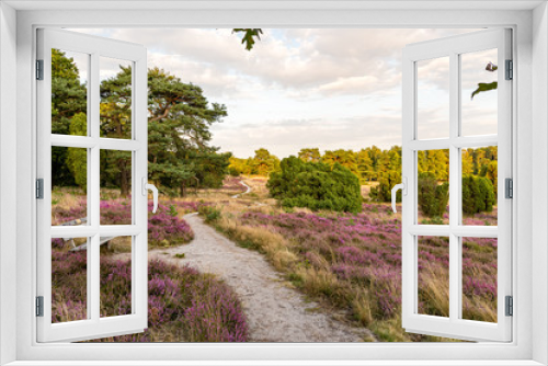 Fototapeta Naklejka Na Ścianę Okno 3D - The Lüneburg Heath to the Heath Bloom - radiant violet flowers, trees and hiking trails