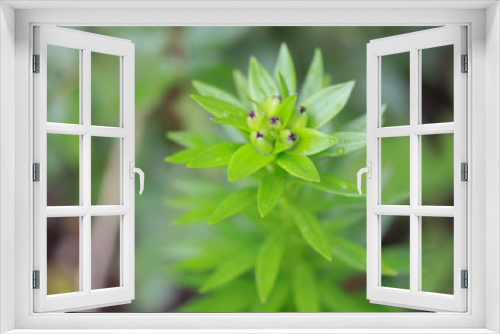 Fototapeta Naklejka Na Ścianę Okno 3D - Lilie Seeds Outdoor