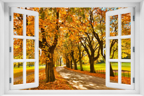Fototapeta Naklejka Na Ścianę Okno 3D - Towneley Park Autumn Leaves