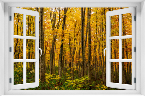 Fototapeta Naklejka Na Ścianę Okno 3D - colorful forest in autumn season