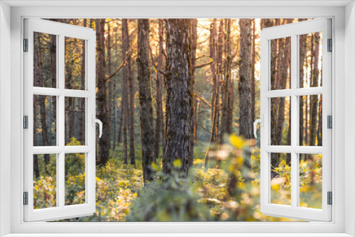 Fototapeta Naklejka Na Ścianę Okno 3D - Evening pine forest - Green forest beautiful nature