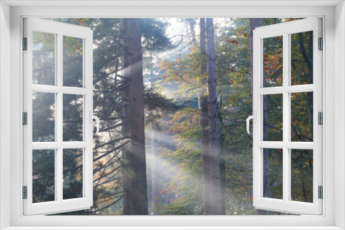 Fototapeta Naklejka Na Ścianę Okno 3D - sunbeams in foggy autumn forest
