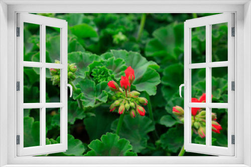 Fototapeta Naklejka Na Ścianę Okno 3D - geranium flowers