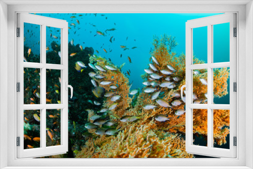 Fototapeta Naklejka Na Ścianę Okno 3D - Seafan and Pearl-spot chromis