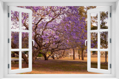 Fototapeta Naklejka Na Ścianę Okno 3D - Parkland Jacaranda Trees