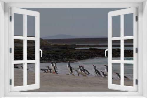 Fototapeta Naklejka Na Ścianę Okno 3D - Gentoo Penguins (Pygoscelis papua) emerging from the sea onto a large sandy beach on Bleaker Island in the Falkland Islands.