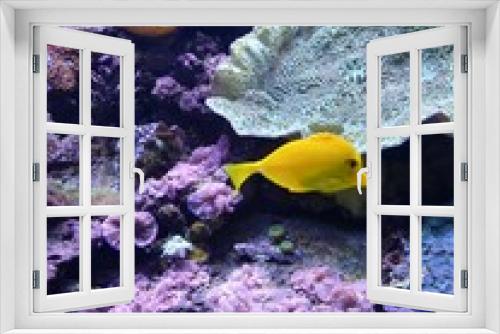 Fototapeta Naklejka Na Ścianę Okno 3D - tropical fish in red sea