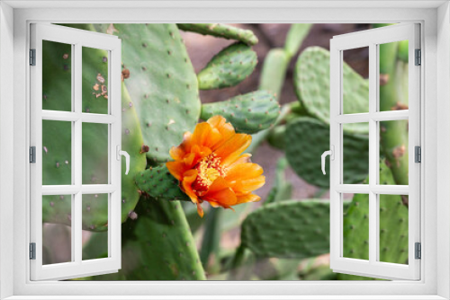 Fototapeta Naklejka Na Ścianę Okno 3D - fleur de figuier