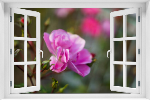 Fototapeta Naklejka Na Ścianę Okno 3D - pink flower close up