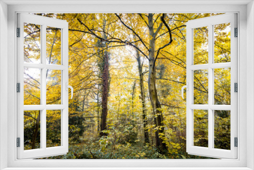 Fototapeta Naklejka Na Ścianę Okno 3D - Herbstwald - Verfärbung der Blätter 