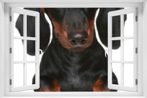 Fototapeta Naklejka Na Ścianę Okno 3D - Mini dachshund. Close-up portrait