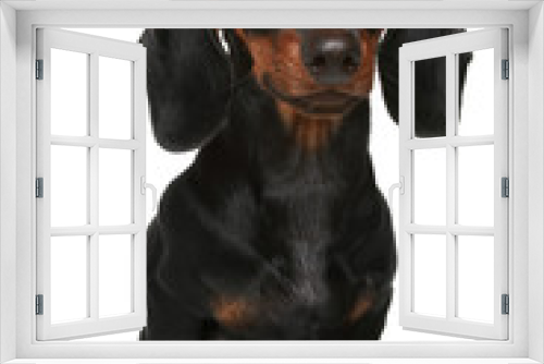 Fototapeta Naklejka Na Ścianę Okno 3D - Mini dachshund, portrait on a white background