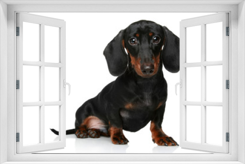 Fototapeta Naklejka Na Ścianę Okno 3D - Mini dachshund, portrait on a white background