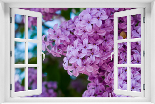 Fototapeta Naklejka Na Ścianę Okno 3D - Purple and Pink Lilac Clusters Blooming in Springtime