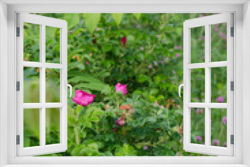 Fototapeta Naklejka Na Ścianę Okno 3D - 道端の花々