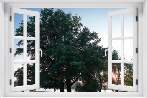 Fototapeta Naklejka Na Ścianę Okno 3D - Baum im Gegenlicht