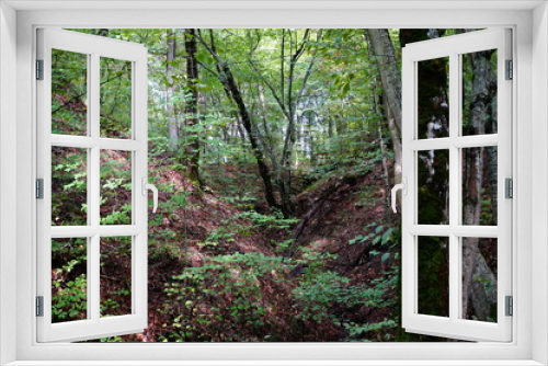 Fototapeta Naklejka Na Ścianę Okno 3D - path in forest