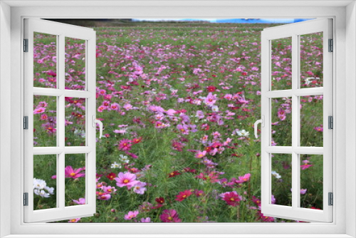 Fototapeta Naklejka Na Ścianę Okno 3D - 日本に咲いているコスモス