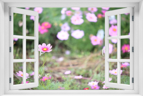 Fototapeta Naklejka Na Ścianę Okno 3D - 日本に咲いているコスモス