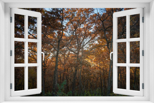 Fototapeta Naklejka Na Ścianę Okno 3D - Sunbeams shine through an oak woods