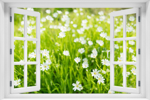Fototapeta Naklejka Na Ścianę Okno 3D - Stellaria holostea. Wild white spring flowers in grass