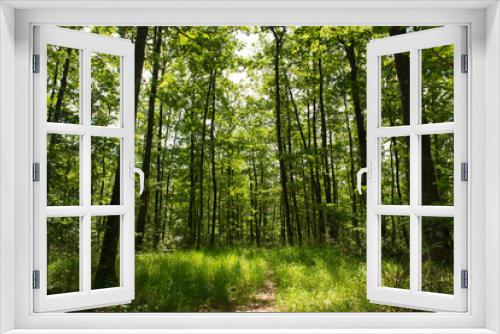 Fototapeta Naklejka Na Ścianę Okno 3D - Forest landscape in summer