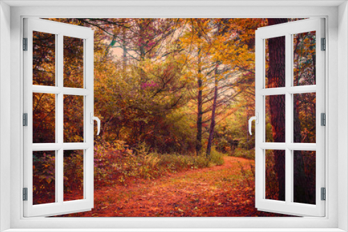 Fototapeta Naklejka Na Ścianę Okno 3D - autumn in the forest