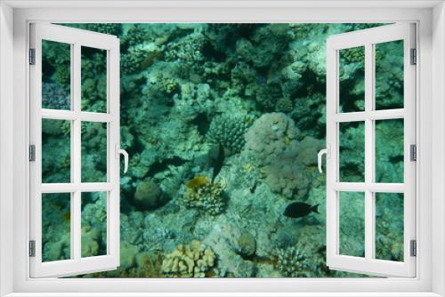Fototapeta Naklejka Na Ścianę Okno 3D - Red Sea underwater landscape with fishes and corals. Natural background
