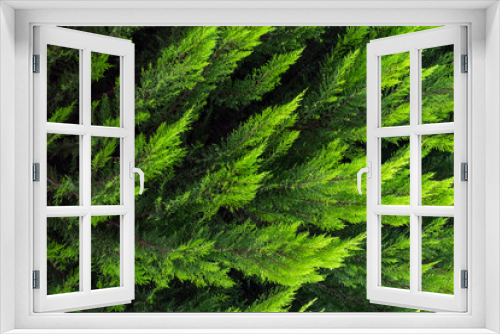 Fototapeta Naklejka Na Ścianę Okno 3D - pine branches on green backround