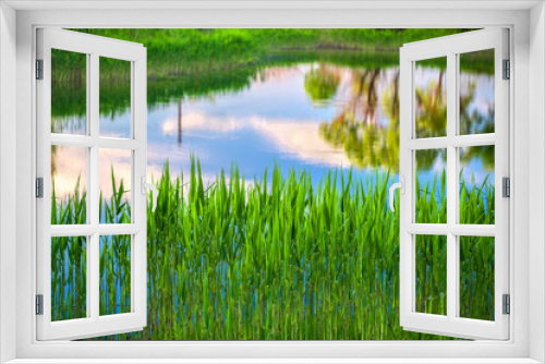 Fototapeta Naklejka Na Ścianę Okno 3D - Reflection of  blue sky, sunset clouds, trees and reed in the calm water of river or pond. Rural landscape.