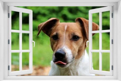 Fototapeta Naklejka Na Ścianę Okno 3D -  Close-up of the head of a brown-white Jack russell terriers in the garden