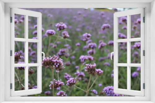 Fototapeta Naklejka Na Ścianę Okno 3D - Small purple flowers in the garden