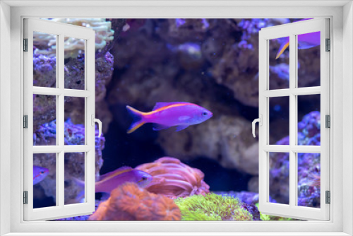 Fototapeta Naklejka Na Ścianę Okno 3D - Yellowstriped fairy basslet (Pseudanthias tuka) in reef aquarium